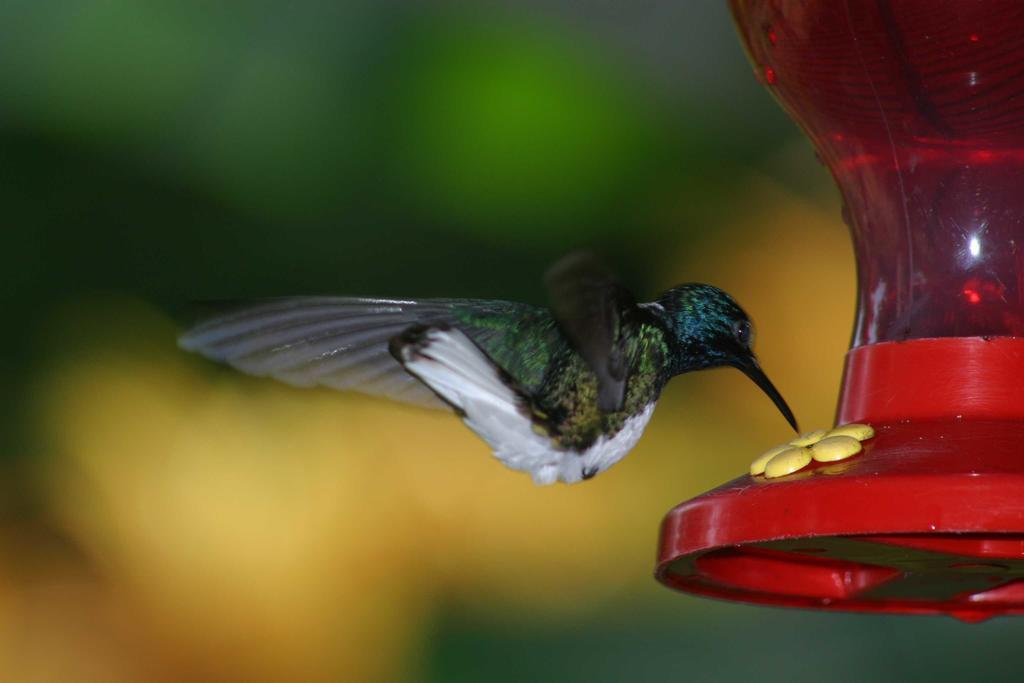 Apartmán Oasi Cahuita Exteriér fotografie